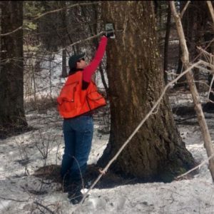 photo of arborist applying MCH to diseased trees