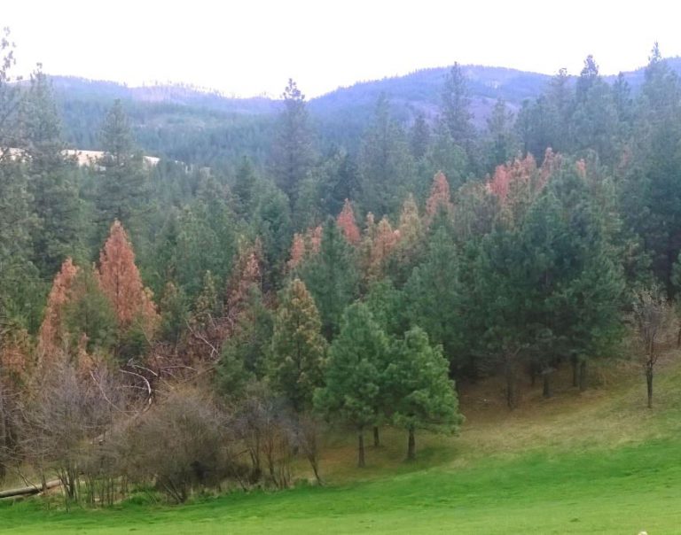 Insect damaged trees