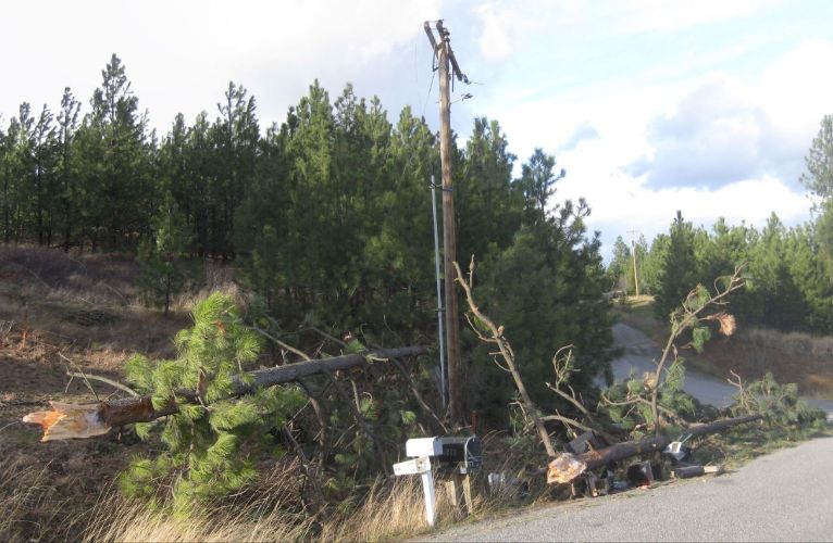 More tree damage photo