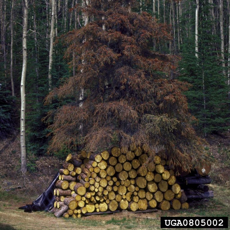 photo of trees damamged by bark beetle