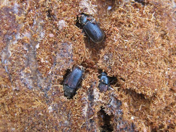 bark beetles