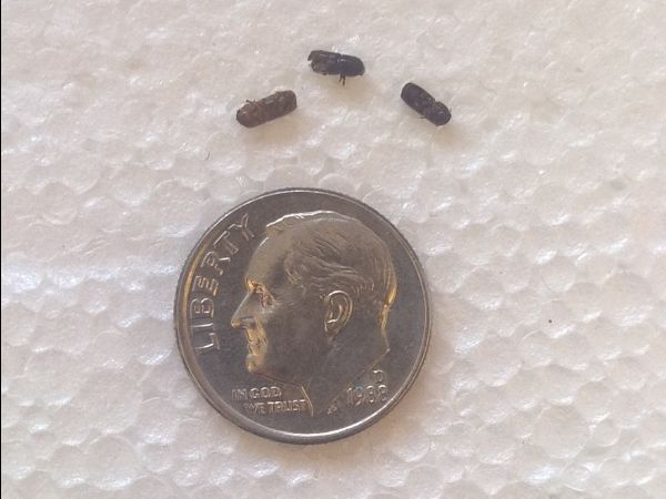 size comparison photo of fivespined ips (bark beetles) and a dime