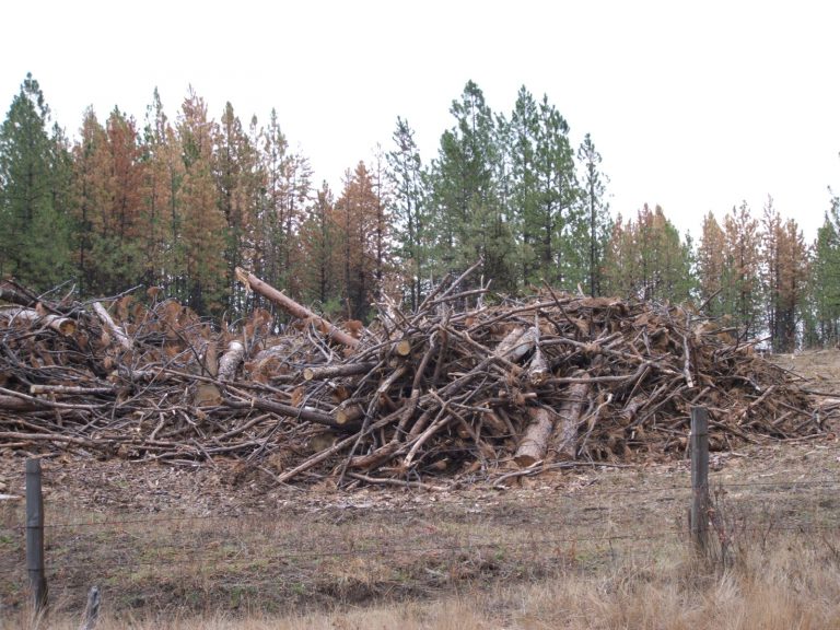 Untreated slash pile