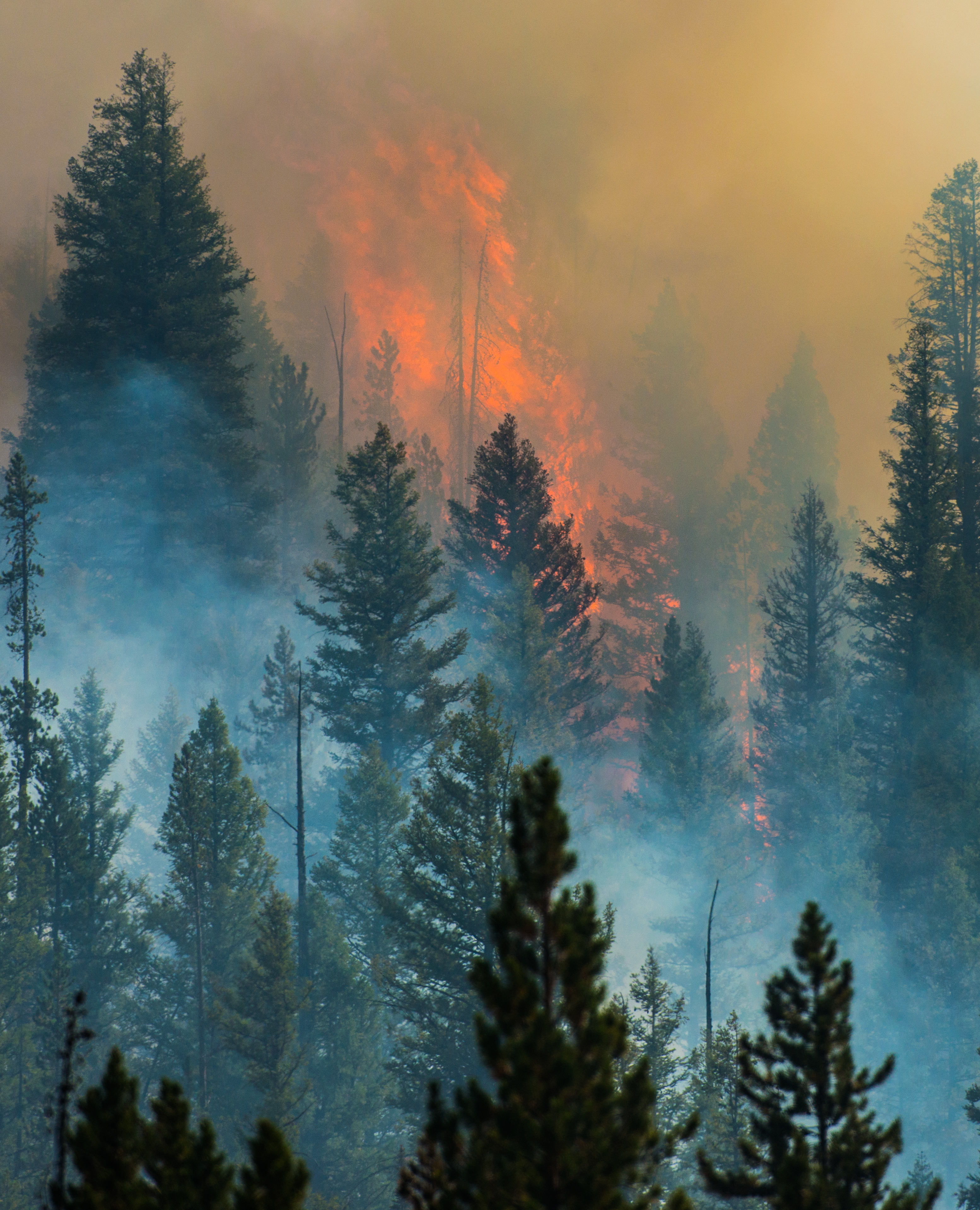 Wildfire in forest.