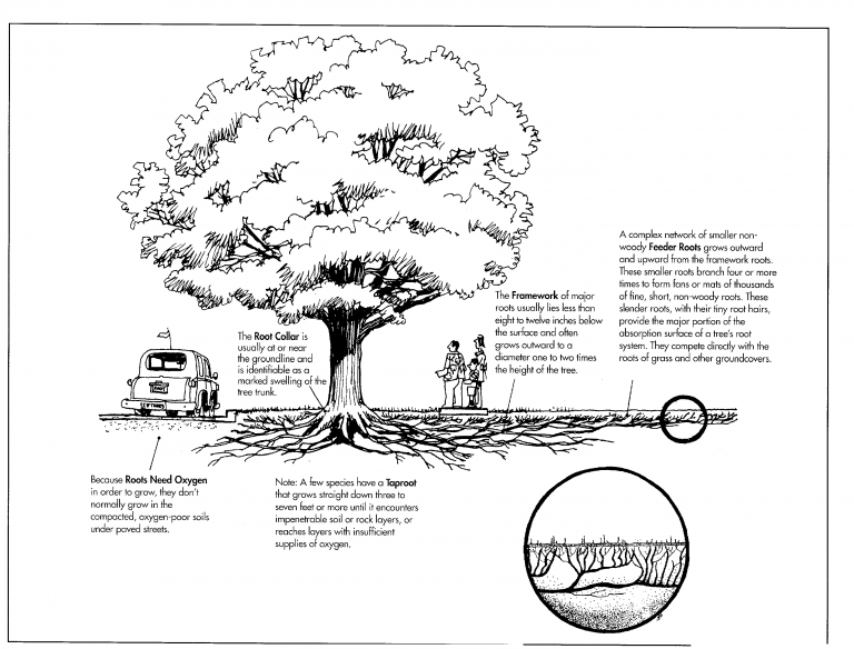 Canopy of a tree vs roots of the tree diagram