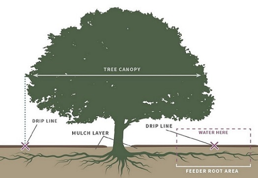 drip line and feeder roots diagram