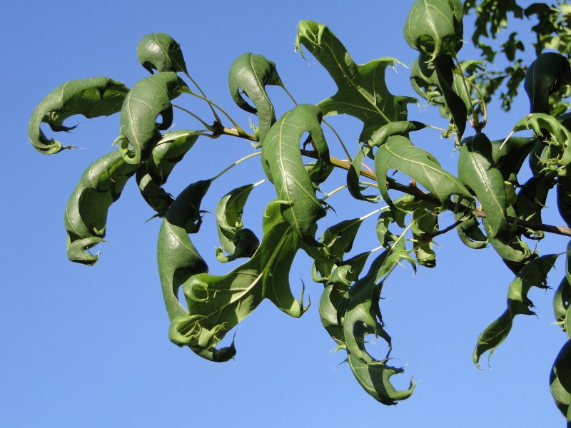 photo of leaf curling