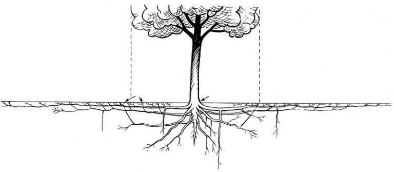 Turfgrass diagram