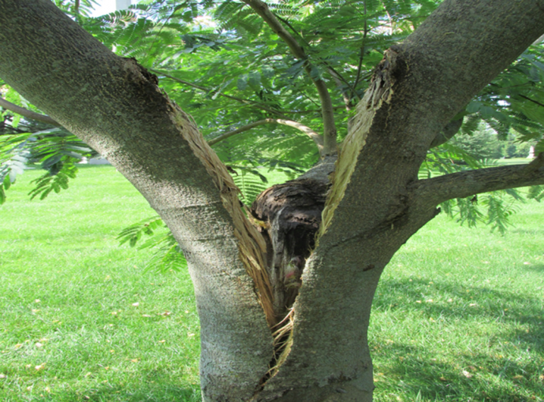 Tree splitting because of bad pruning