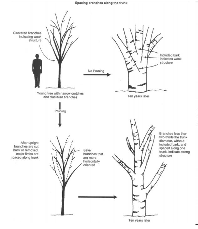 Tree pruning diagram