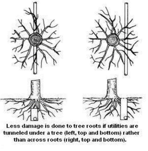 Utility placement to cause the least amount of damage to existing root systems.