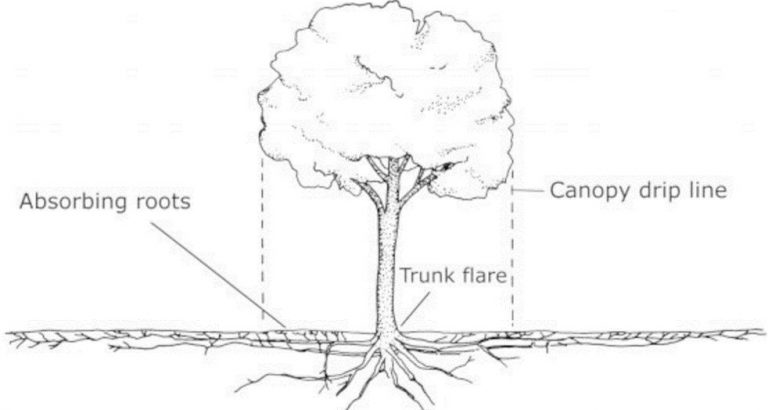 Tree roots diagram