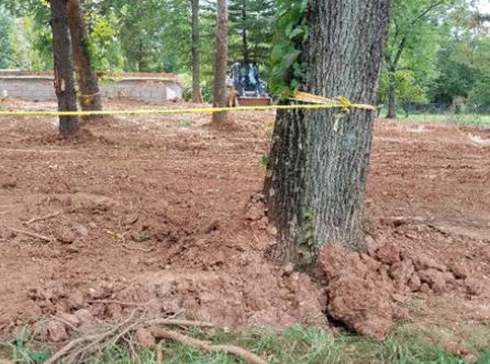 picture of a tree with excess soil around the trunk.