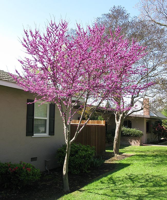 Photo of eastern redbud in bloom