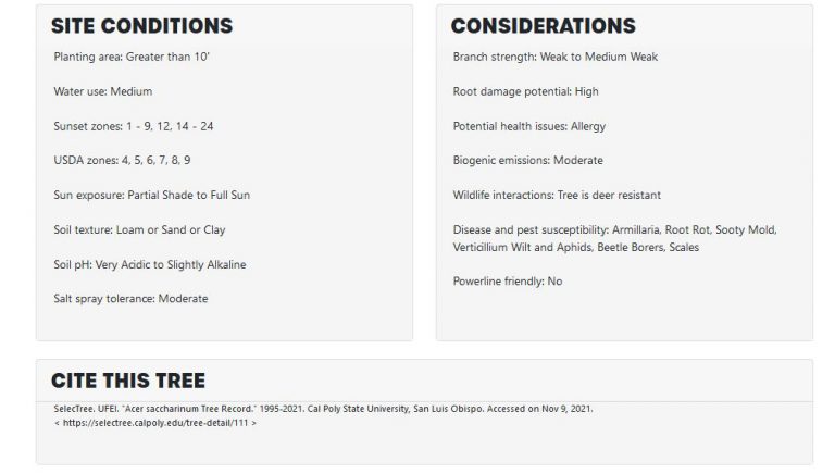 Site conditions vs. considerations for a silver maple tree