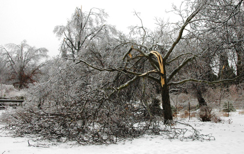 broken tree caused by snow