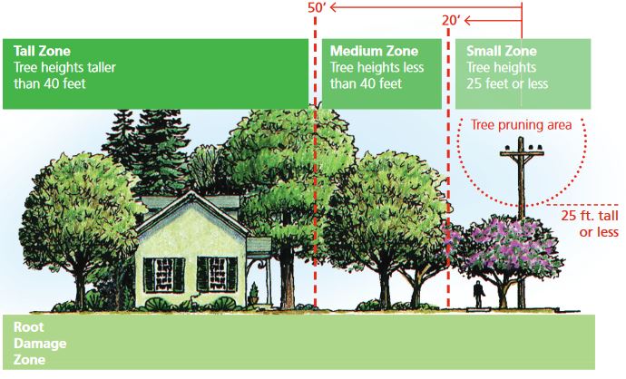 Tree Zones graphic