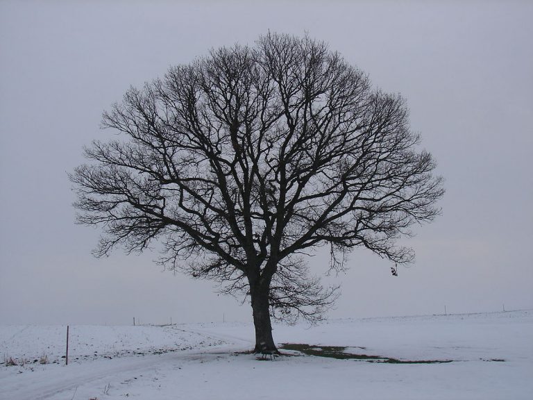 picture of a tree in winter