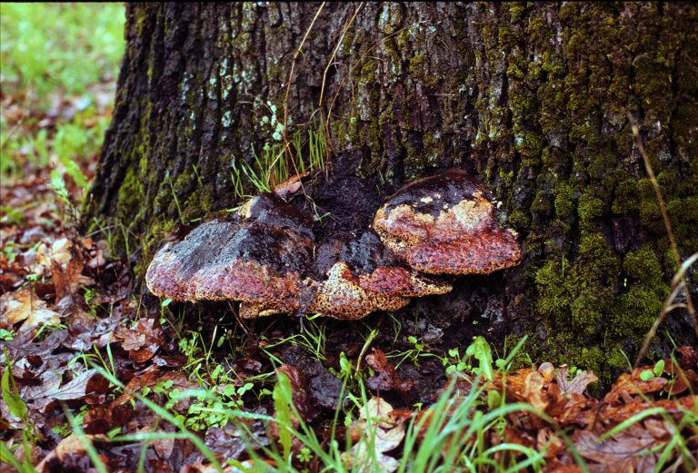 photo of wood rot on a tree trunk