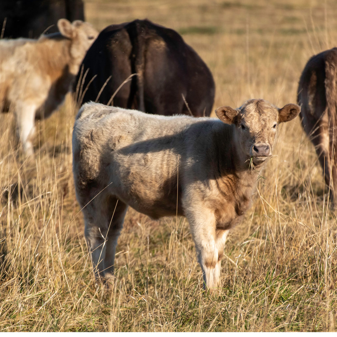 Calf grazing