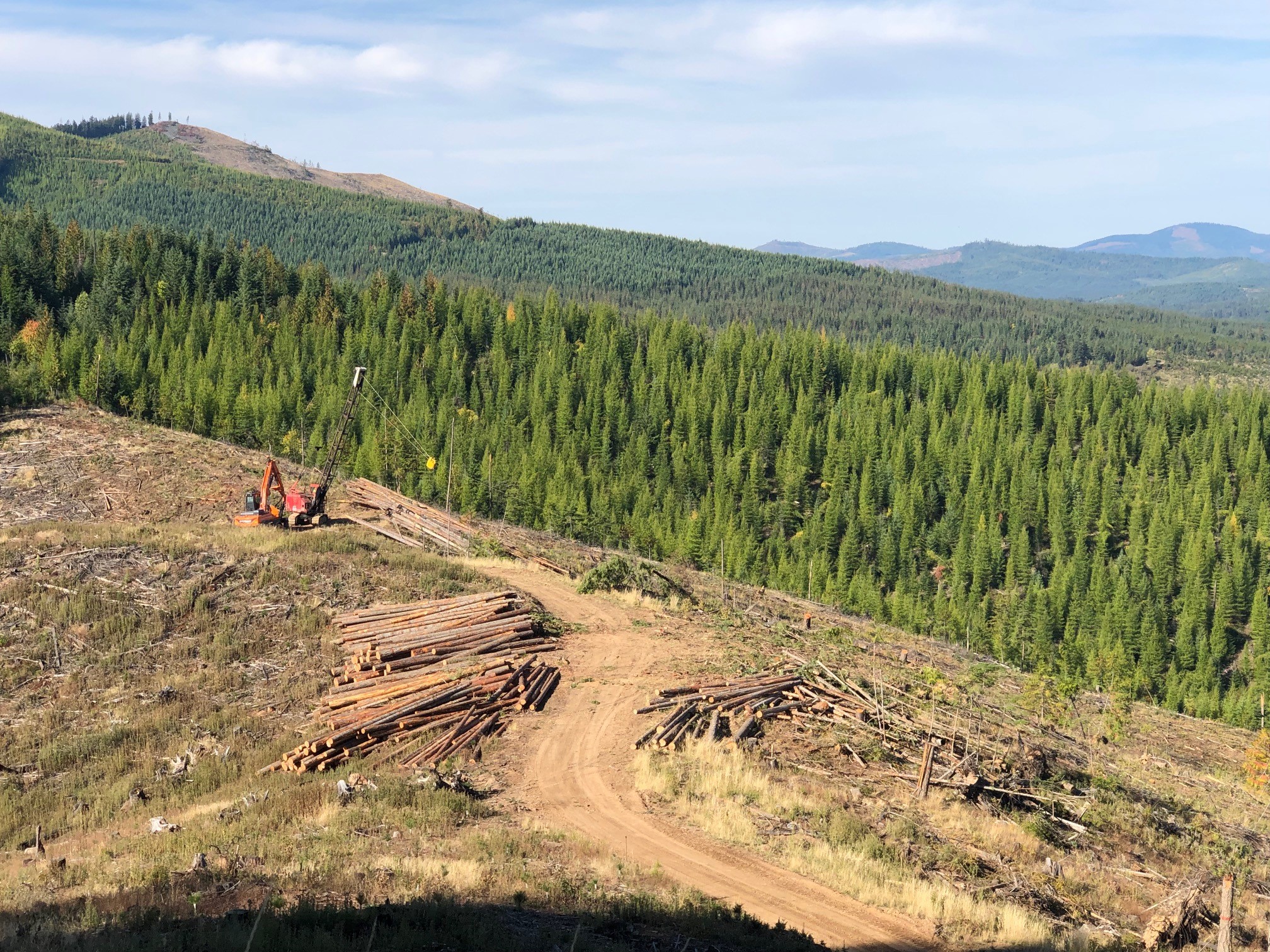 Photo of logging in the St Joe Forestry