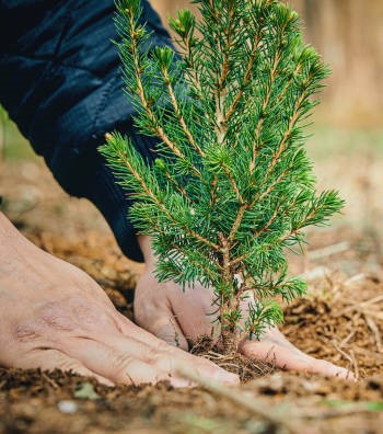 Planted sapling