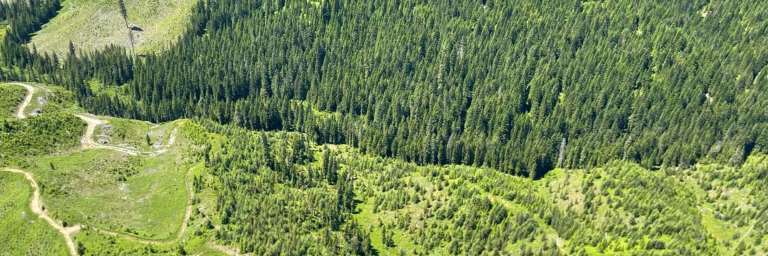 Forestry