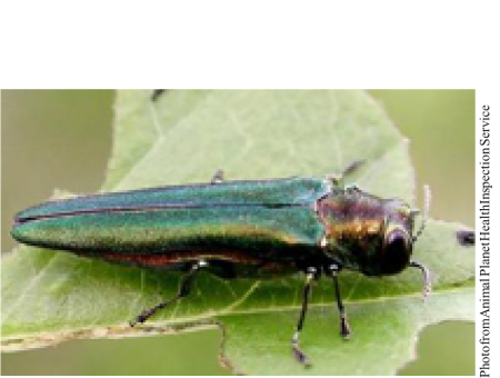 picture of an emerald ash borer