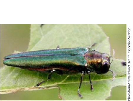 emerald ash borer picture of an emerald ash borer