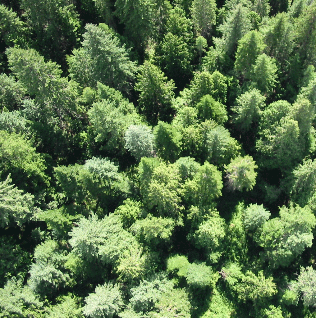 tree canopy photo