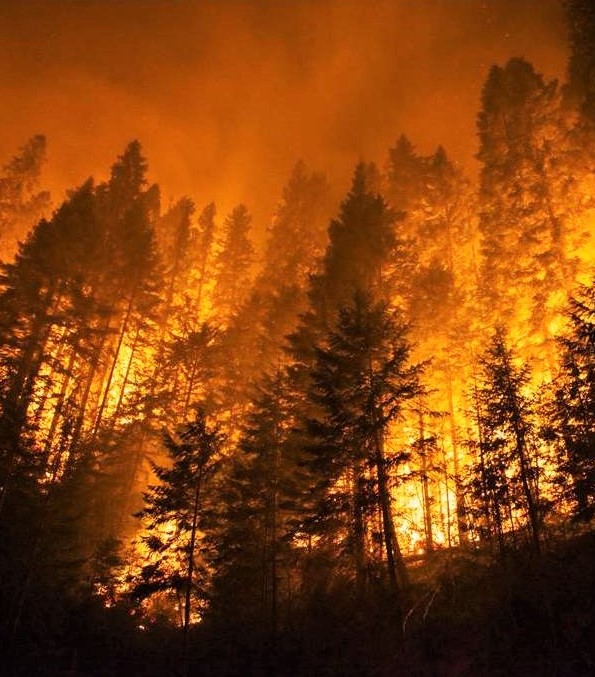 Trees burning