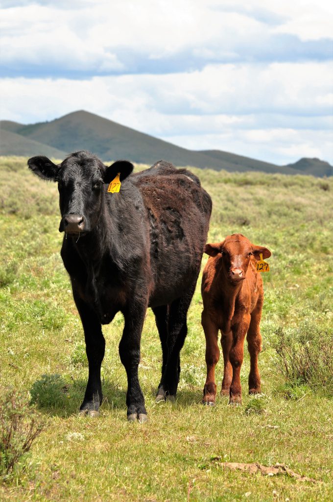 photo of a cow and calf