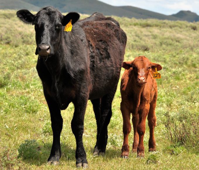 photo of a cow and calf